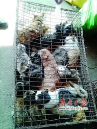 餐桌貓狗肉安全陷盲區，毒殺牲畜成監管漏洞
