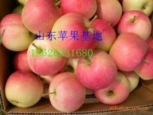 山東日照嘎啦蘋果 果型碩大，口感絕佳，基地直銷的優質農副產品